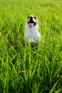 可爱的狗在草地上呼吸沉重