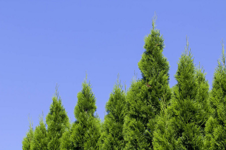 金钟柏树的绿色对冲, 自然, 背景的蓝天背景