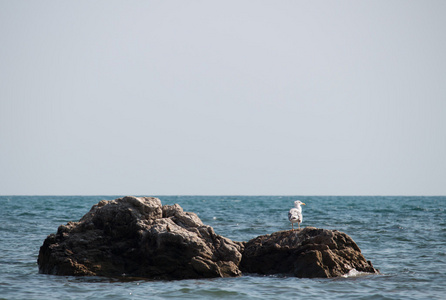 坐在海边岩石上的海鸥