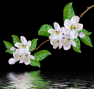 白色的苹果花分公司