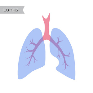 肺的载体孤立例证图片
