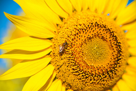 向日葵花, 蜜蜂采集花粉