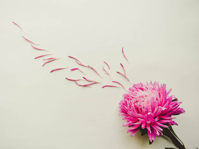 粉红色的花在背景上, 最小的概念, 顶部视图, 复制空间为您的文本分散花瓣组对象