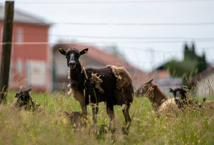 牧场上草地上的羔羊群 mouflons