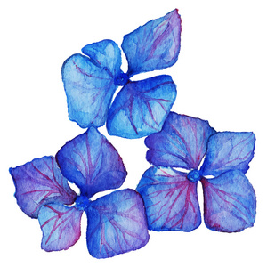 紫色绣球花图片