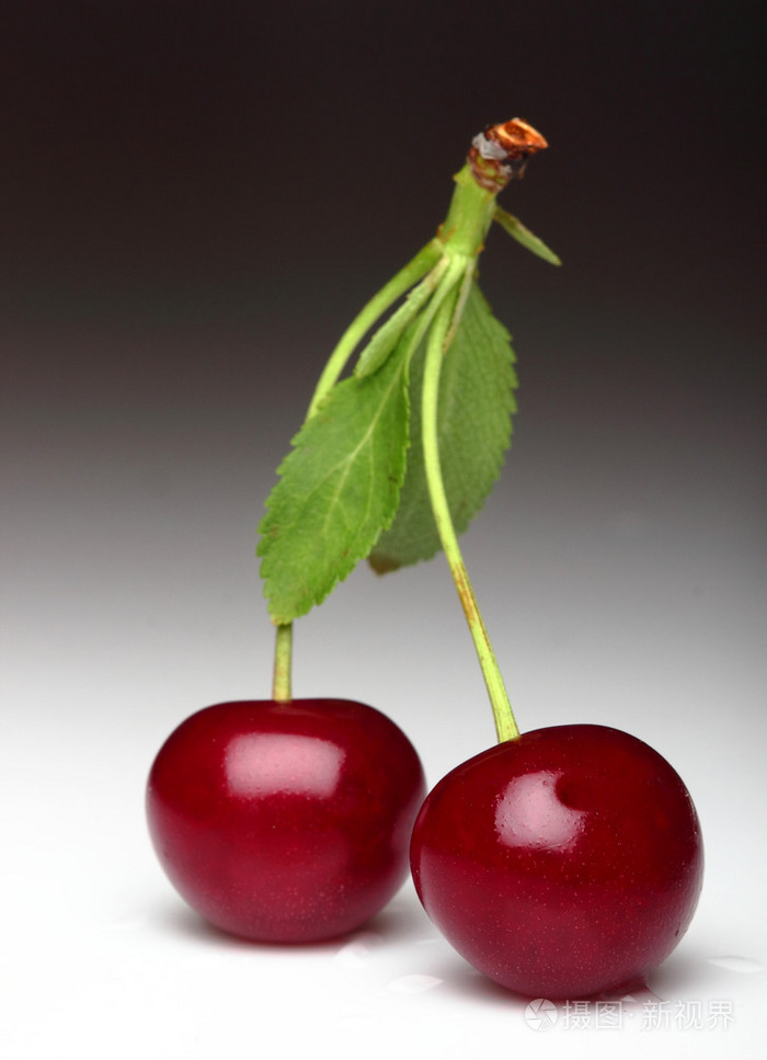 两个樱桃.stem.leaves.grey 渐变背景