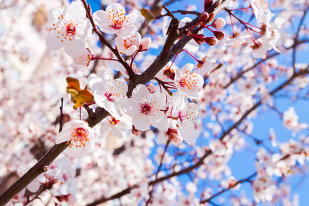春天盛开的花朵对着蓝天的特写