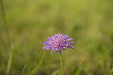 在夏日草地上的矢车菊
