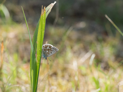 chalkhill 蓝 Polyommatus coridon 蝴蝶坐在绿草上