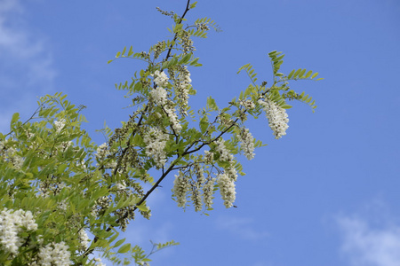 花相思白葡萄。白花刺相思, 蜜蜂授粉