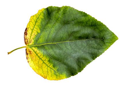 黄色和绿色的大杨树的叶子新鲜的条纹照片