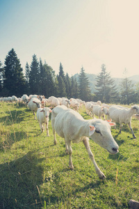 波兰 Pieniny 国家公园青山羊免费牧场群