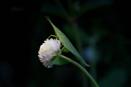 日本东京9月 32018 黑色背景上白色花朵上的蚱蜢