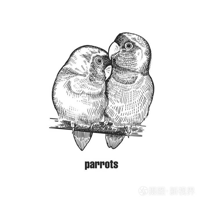 鹦鹉恋爱了.在白色背景下被隔绝的逼真的鸟.手绘鸟从野生.黑白相间的.