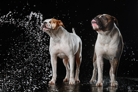 美国斗牛犬，狗在水中，水的运动射击