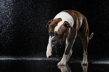 美国斗牛犬，狗在水中，水的运动射击