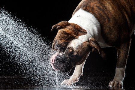 美国斗牛犬，狗在水中，水的运动射击