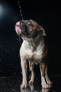 美国斗牛犬，狗在水中，水的运动射击