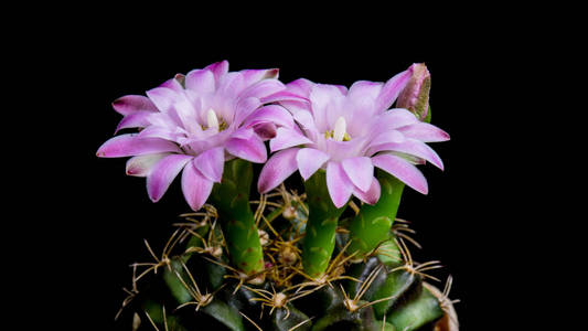 盛开的仙人掌花 Gymnocalycium 粉红色的颜色