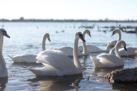 美丽的白天鹅与家人在天鹅湖, 浪漫, 季节性明信片, 选择性聚焦