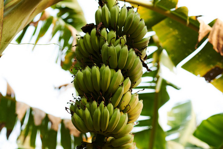 香蕉树的有机绿色森林与一束年轻的绿色香蕉水果为农业背景。可持续农业和健康饮食生活方式的概念