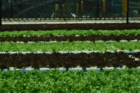 有机水培蔬菜种植场。红橡莴苣和绿色橡木莴苣。新鲜有机绿色沙拉在水培温室农场。健康饮食概念