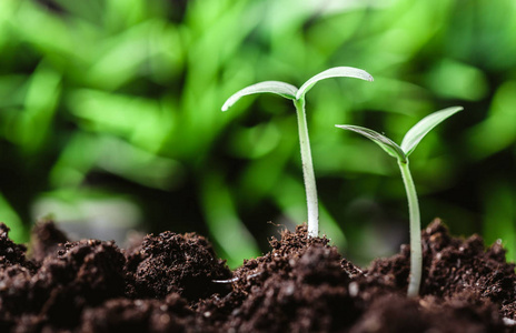 春季芽春季幼芽, 特写照片