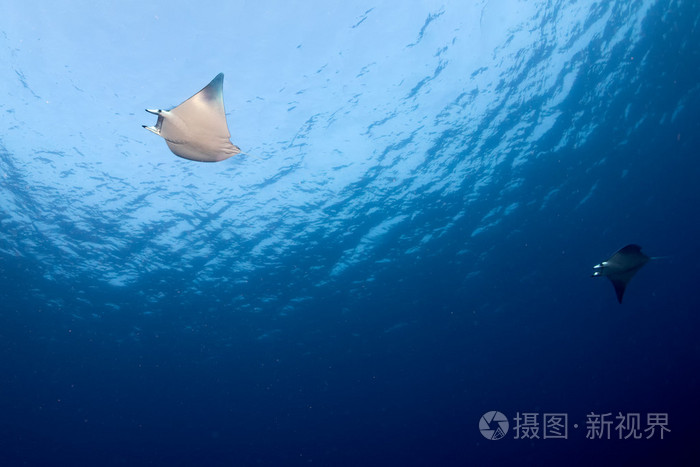 在蓝色的海洋背景画像中的蝠鲼照片 正版商用图片0sb6bj 摄图新视界 在蓝色的海洋背景画像中的蝠鲼照片 正版商用图片0sb6bj 摄图新视界
