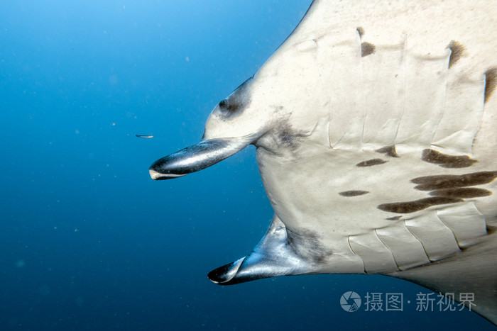 在蓝色的海洋背景画像中的蝠鲼照片 正版商用图片0sb6bm 摄图新视界