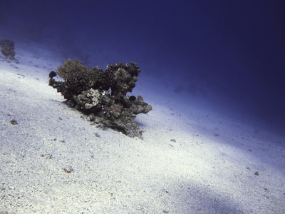 珊瑚礁在沙底上。水潜水，憋气的水下天堂。达哈卜，埃及红海