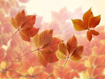 秋天的景色带着红叶和模糊的背景。五颜六色的红色和橙色秋天叶子与太阳光线