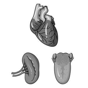 人体器官单色图标集集合中的设计。解剖学和内脏媒介符号股票网页插图
