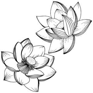 植物边框元素图片-植物边框元素素材-植物边框元素插画-摄图新视界