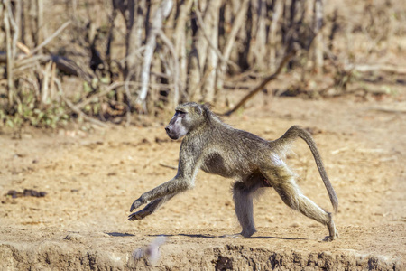 南非大狒狒在克鲁格国家公园, 南非Cercopithecidae Papio ursinus 家族的钱币