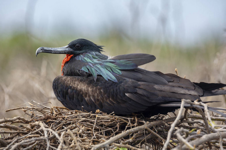 大 Frigatebird Fregata 未成年人 在加拉帕戈斯群岛, 厄瓜多尔