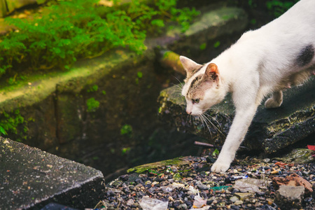 可爱的白色和棕色的猫直视前方与平静的心情