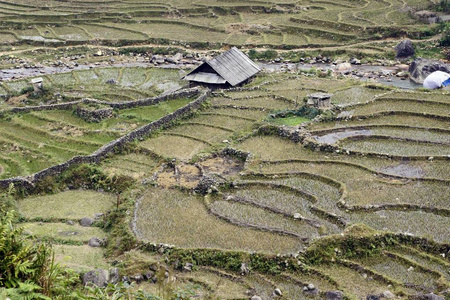 山区越南灌溉水稻栽培梯田