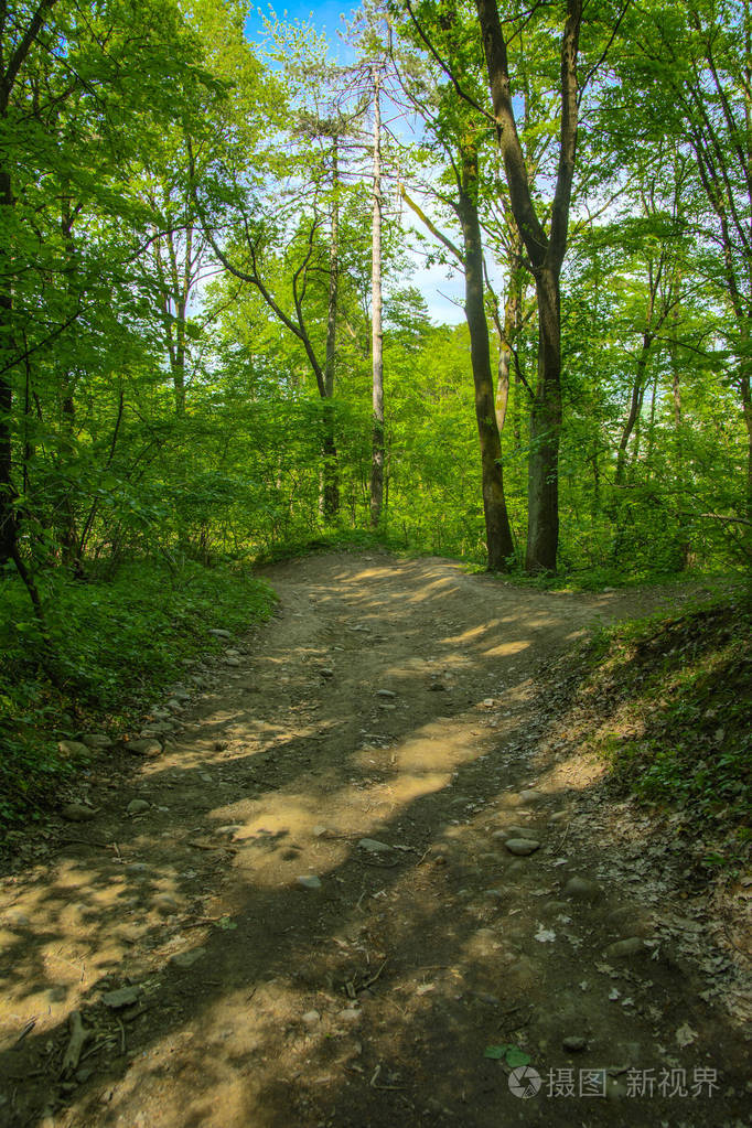 一条空旷的砾石小路被高大的树木围绕着太阳的背景穿过它们