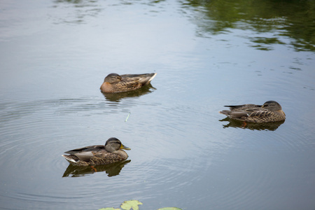 三只鸭子在湖上