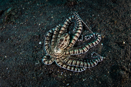 一个罕见的模拟章鱼, Thaumoctopus 拟态, 爬行横跨沙海底在蓝碧山庄海峡, 印度尼西亚。这八达通可以模仿它所看到