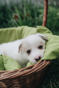 混合小狗坐在篮子在草丛中