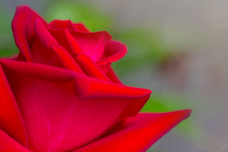 红玫瑰特写与水滴。花卉背景