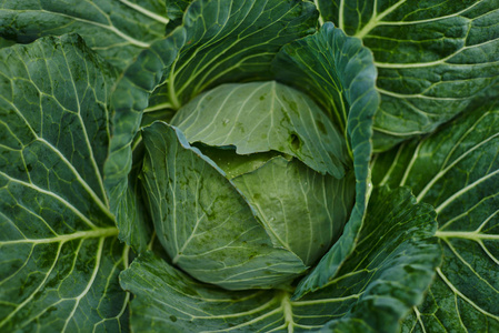 蔬菜养殖场鲜绿白菜成熟头的发展照片
