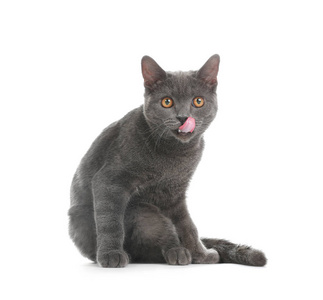 可爱的灰色英国短毛猫猫在白色背景照片