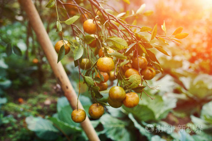 成熟的橘子.homegarden.树上有很多水果.已经成熟了.绿色花园景观.
