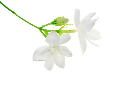 白茉莉花图片-白茉莉花素材-白茉莉花插画-摄图新视界