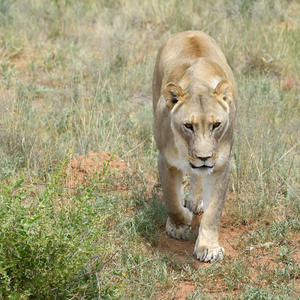 母狮，纳米比亚，非洲