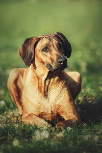 漂亮的小狗罗得西亚脊背龙猎犬在户外。狗将接收的命令