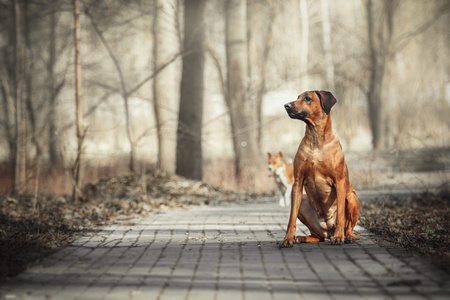 漂亮的小狗罗得西亚脊背龙猎犬在户外。狗将接收的命令