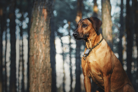 漂亮的小狗罗得西亚脊背龙猎犬在户外。狗将接收的命令